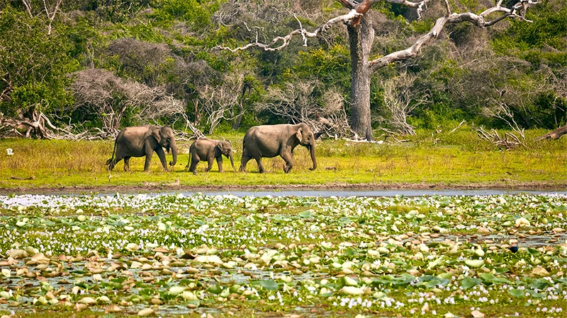 yaala safari Sri Lanka tour packages